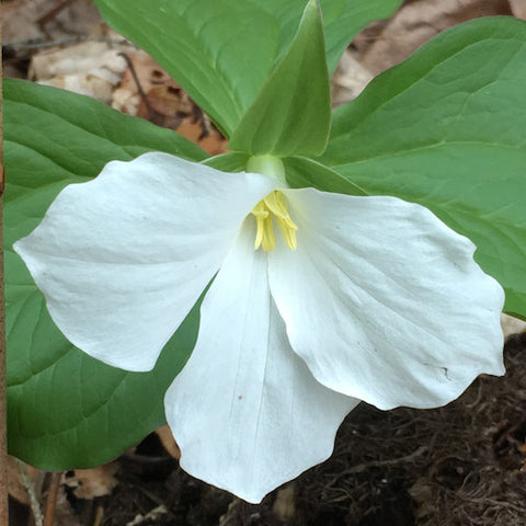 White Trillium