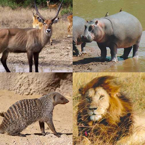 Uganda Animal Spirit Set