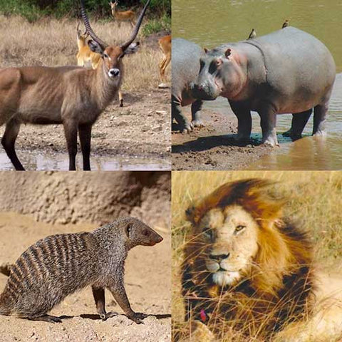 Uganda Animal Spirit Set