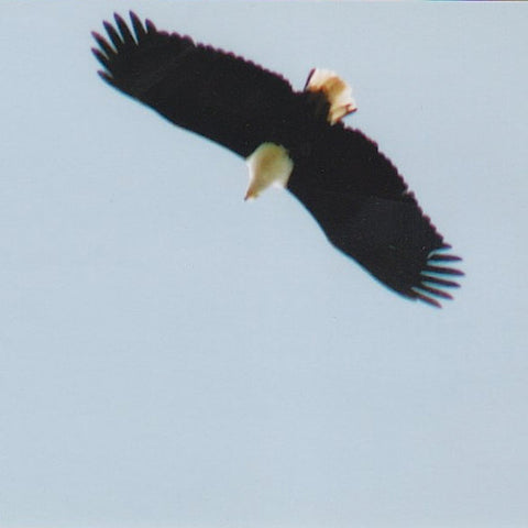 Eagle