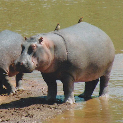 Hippopotamus
