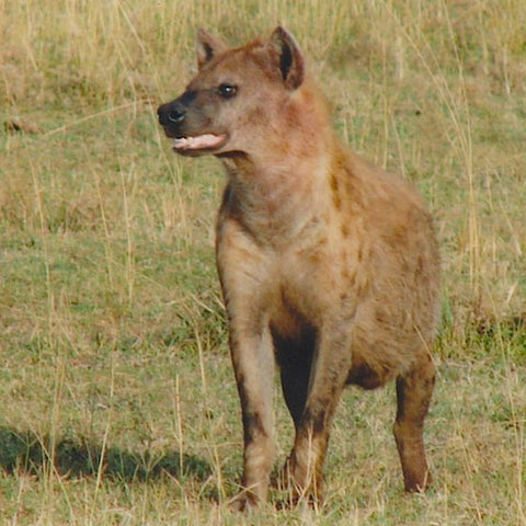 Hyena