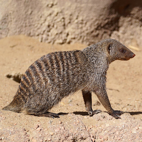 Mongoose
