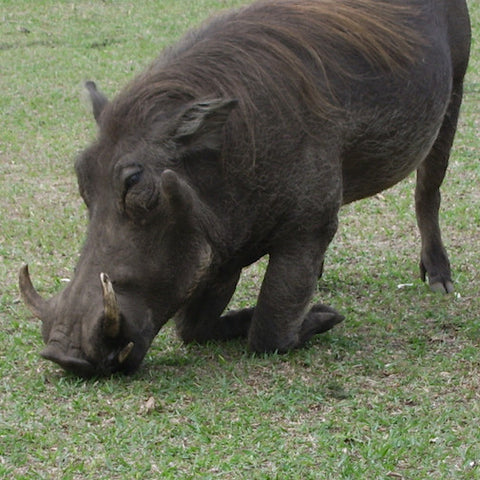 Warthog