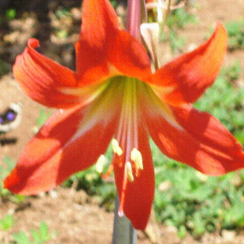African Amaryllis