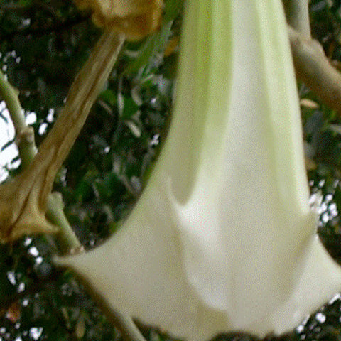 African Datura