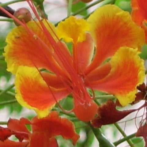 Caesalpinia