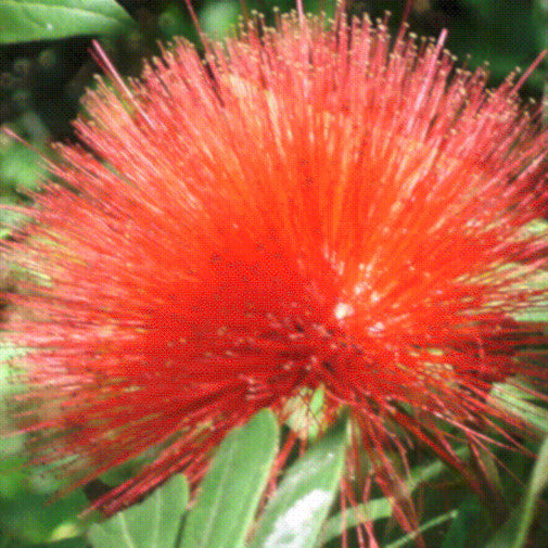 Calliandra