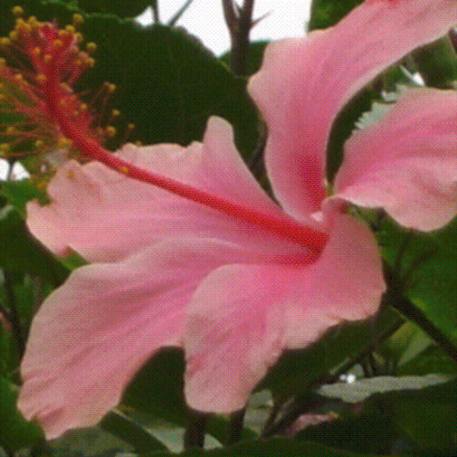Coral Hibiscus