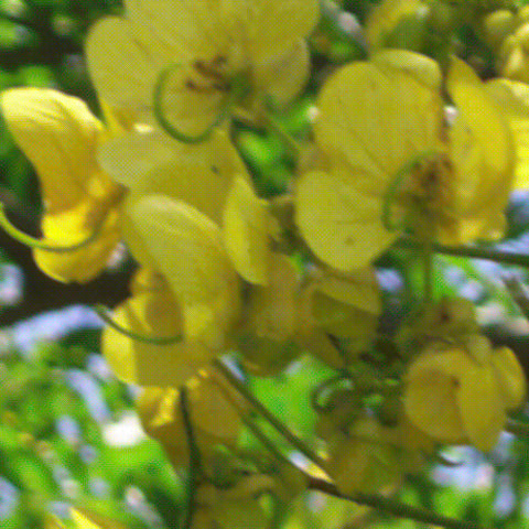 Golden Cassia