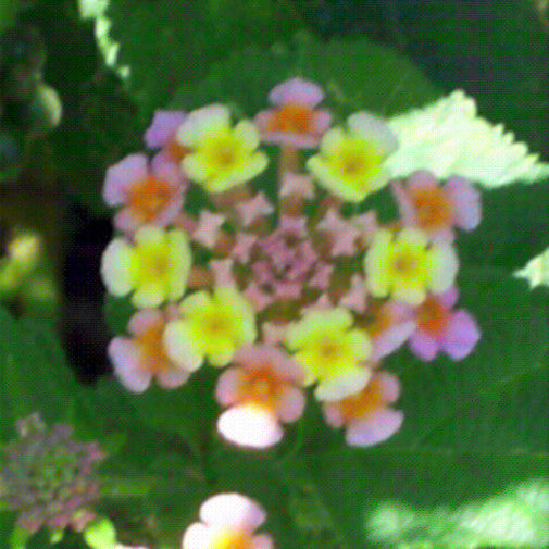 Lantana