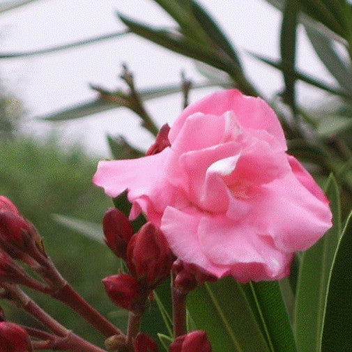 Pink Oleander
