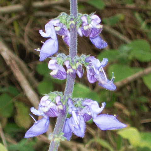 Plectranthus