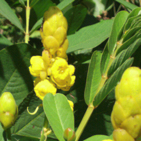 Yellow Candlebush