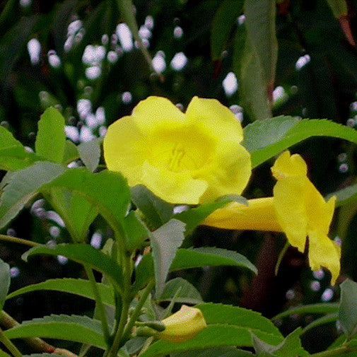 Yellow Elder