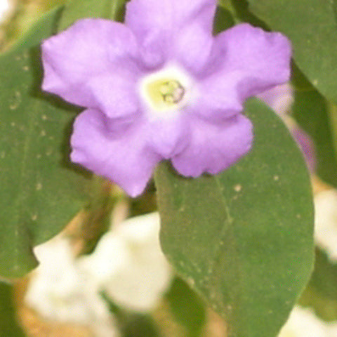 Yesterday, Today & Tomorrow