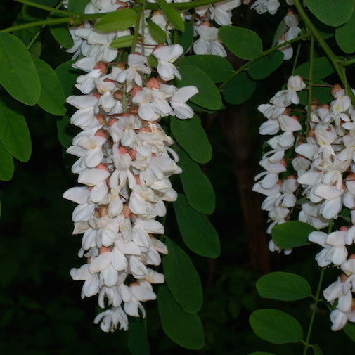 Black Locust