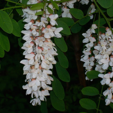 Black Locust
