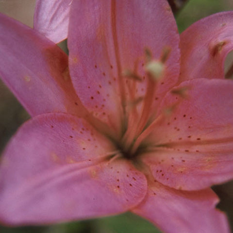 Amethyst Temple Lily