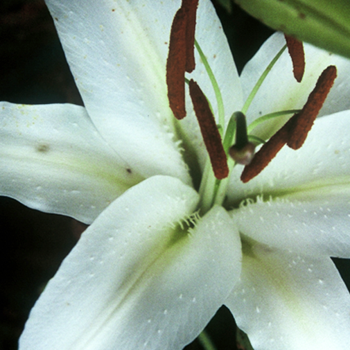 shasta lily flower essence Casa Blanca Lily