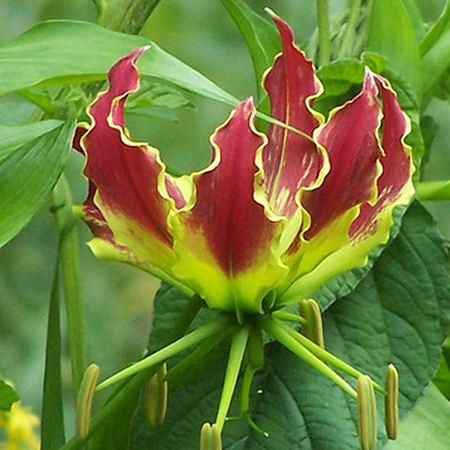 gymea lily flower essence Gloriosa Lily