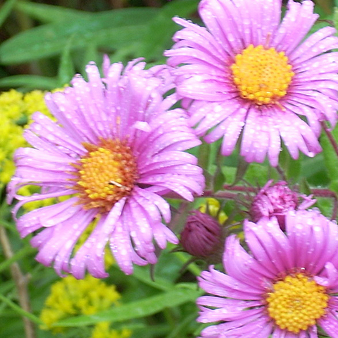 Pink Aster
