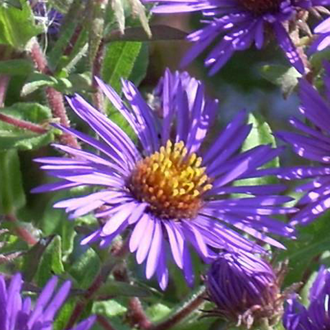 Purple Aster
