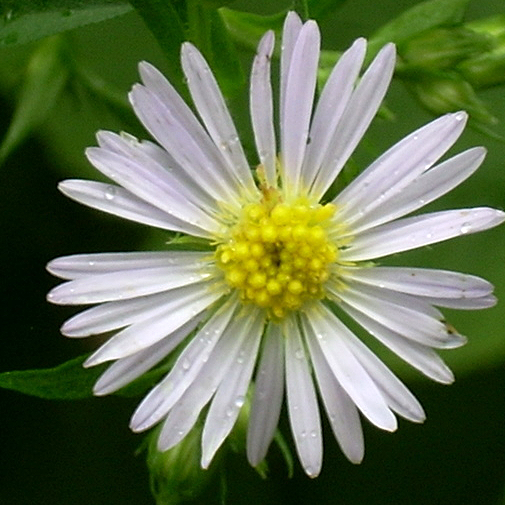 Small White Aster