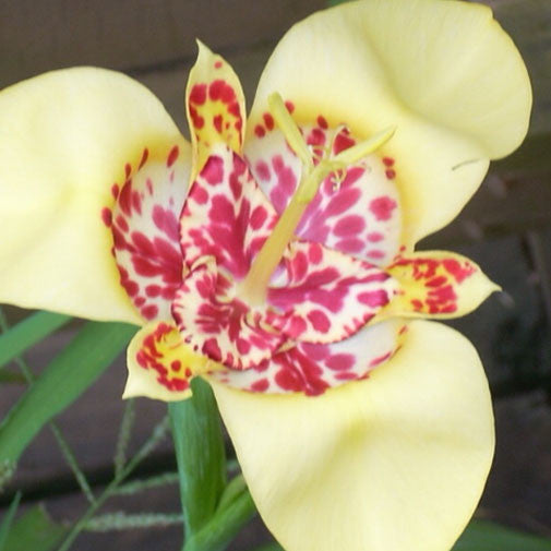 tiger lily flower essence Tigridia Lily