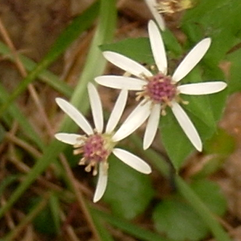 Wood Aster