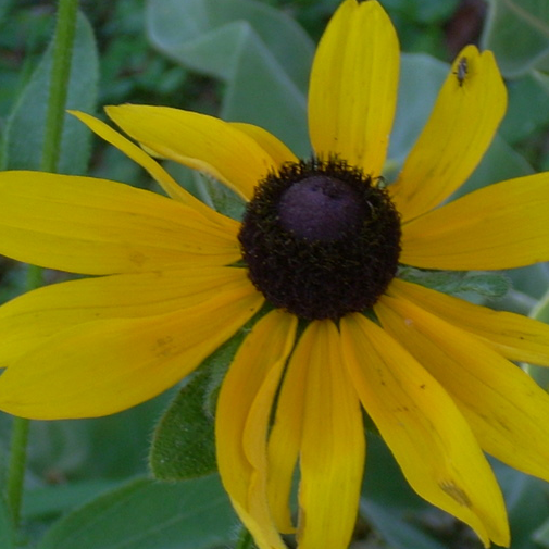 Black-Eyed Susan