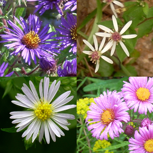 Delta sales children aster