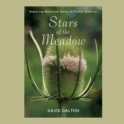 Stars of the Meadow by David Dalton